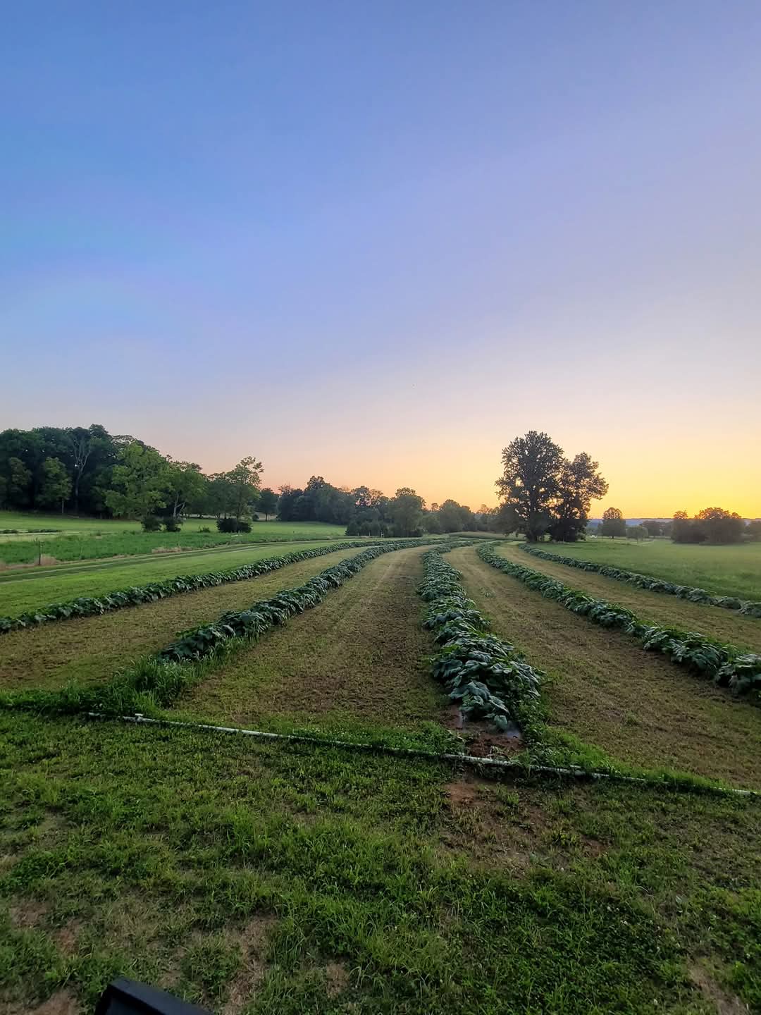 Pumpkin Patch