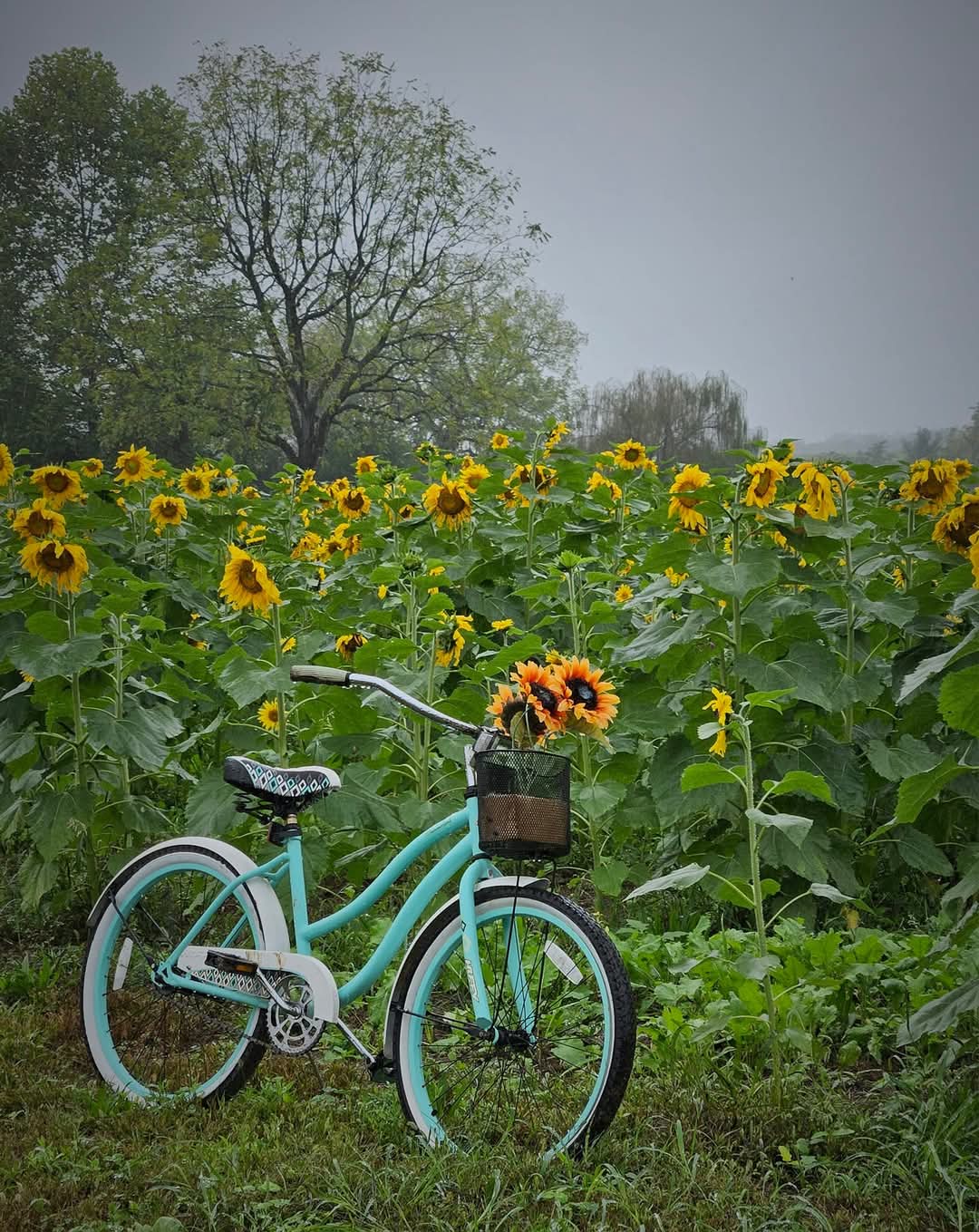 Flower Fields