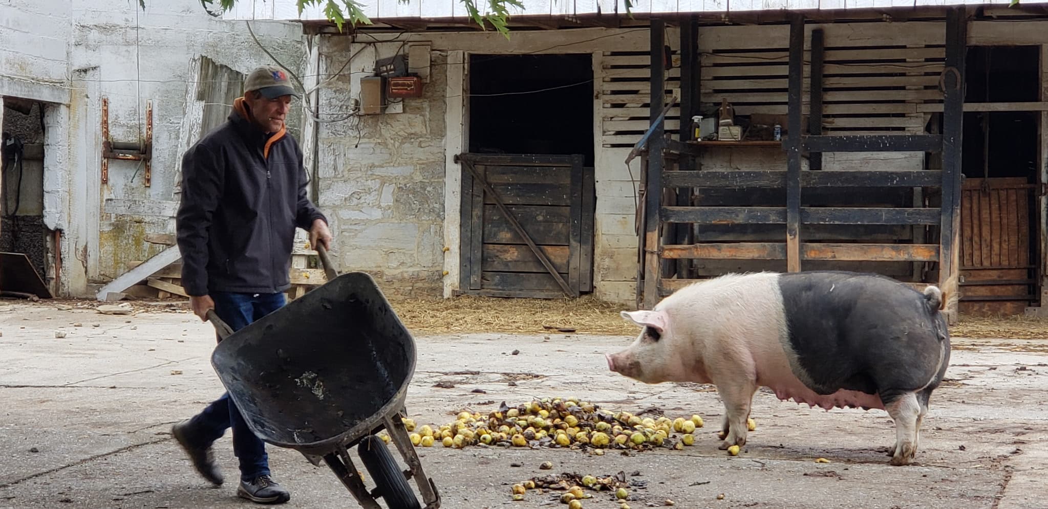 Charlie Bill pushing a wheelbarrow past a pig in the barnyard at Glencoe Farm