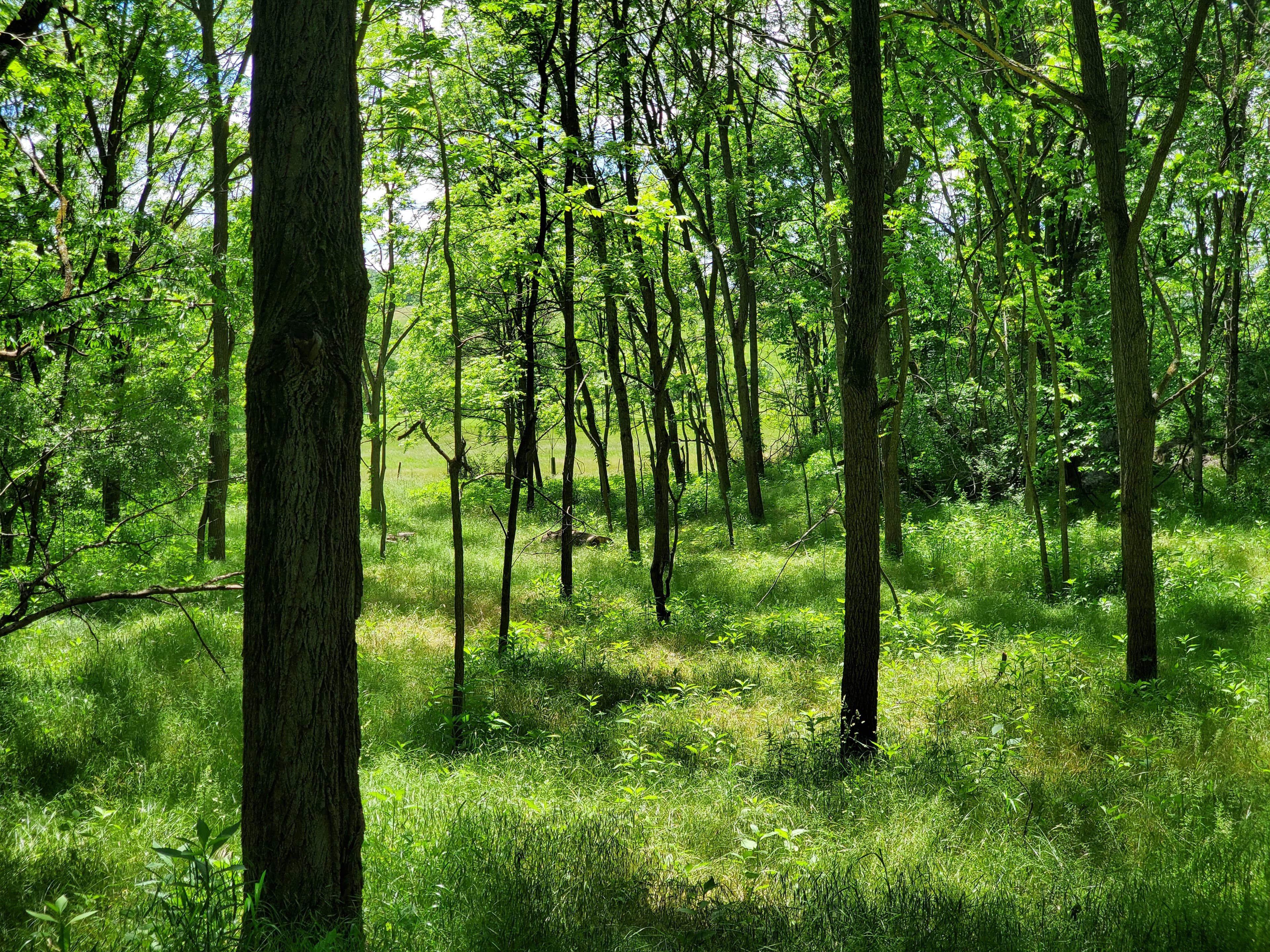 Sunlight filtering through the wild woods of Glencoe Farm